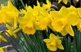 黄色水仙花唯美图片